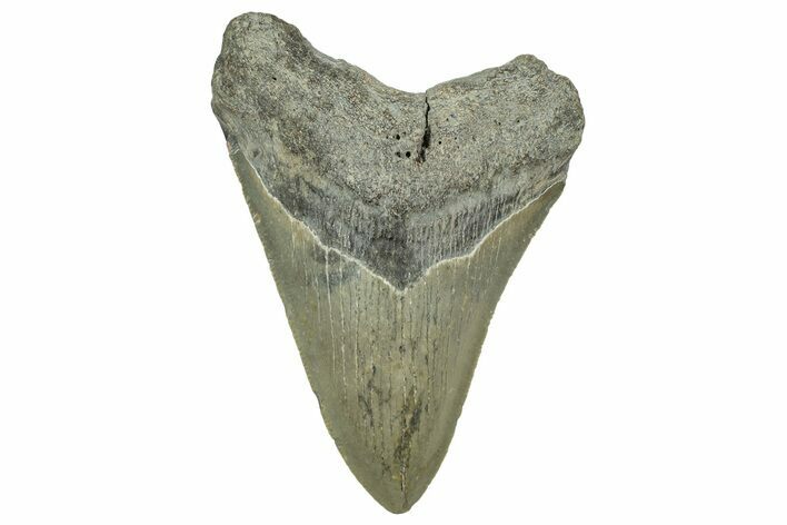 Serrated, Fossil Megalodon Tooth - North Carolina #328850